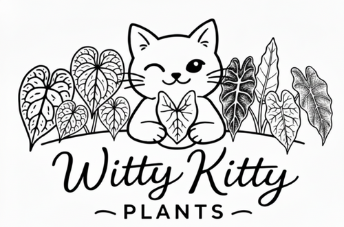 Witty Kitty Plants
